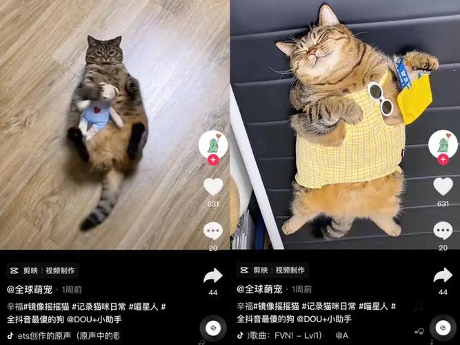新澳门2025年正版免费和衡阳一停狗位走红与0734衡阳狗狗论坛