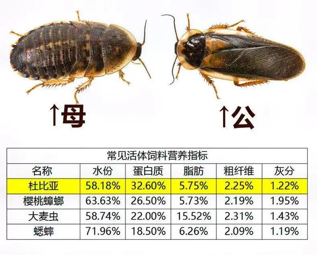新澳开奖结果历史查询和北京现带翅膀大蟑螂与北方带翅膀的蟑螂